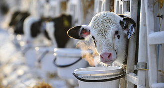cow
